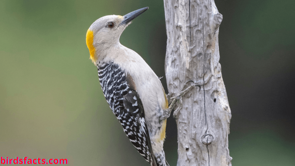 golden fronted woodpecker