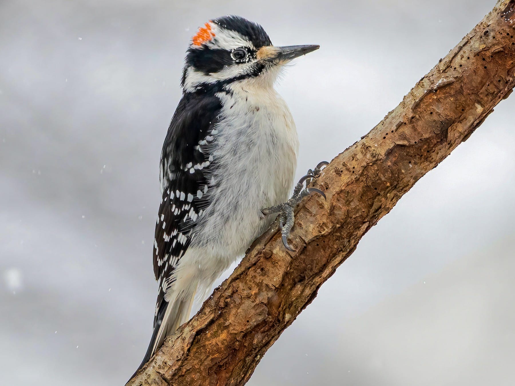 HAIRY WOODPECKER