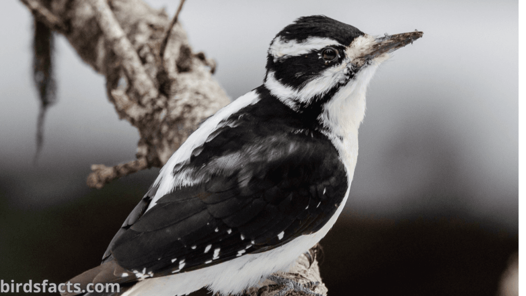 hairy woodpecker photos HAIRY WOODPECKER