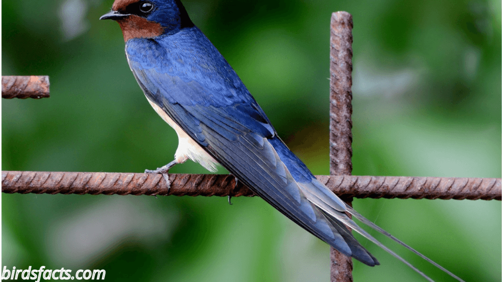 barn swallow farm