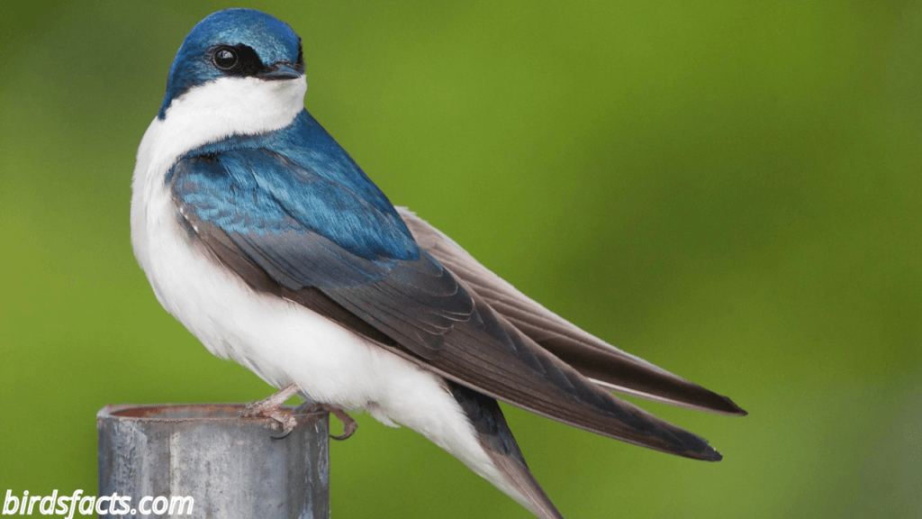 tree swallow mn