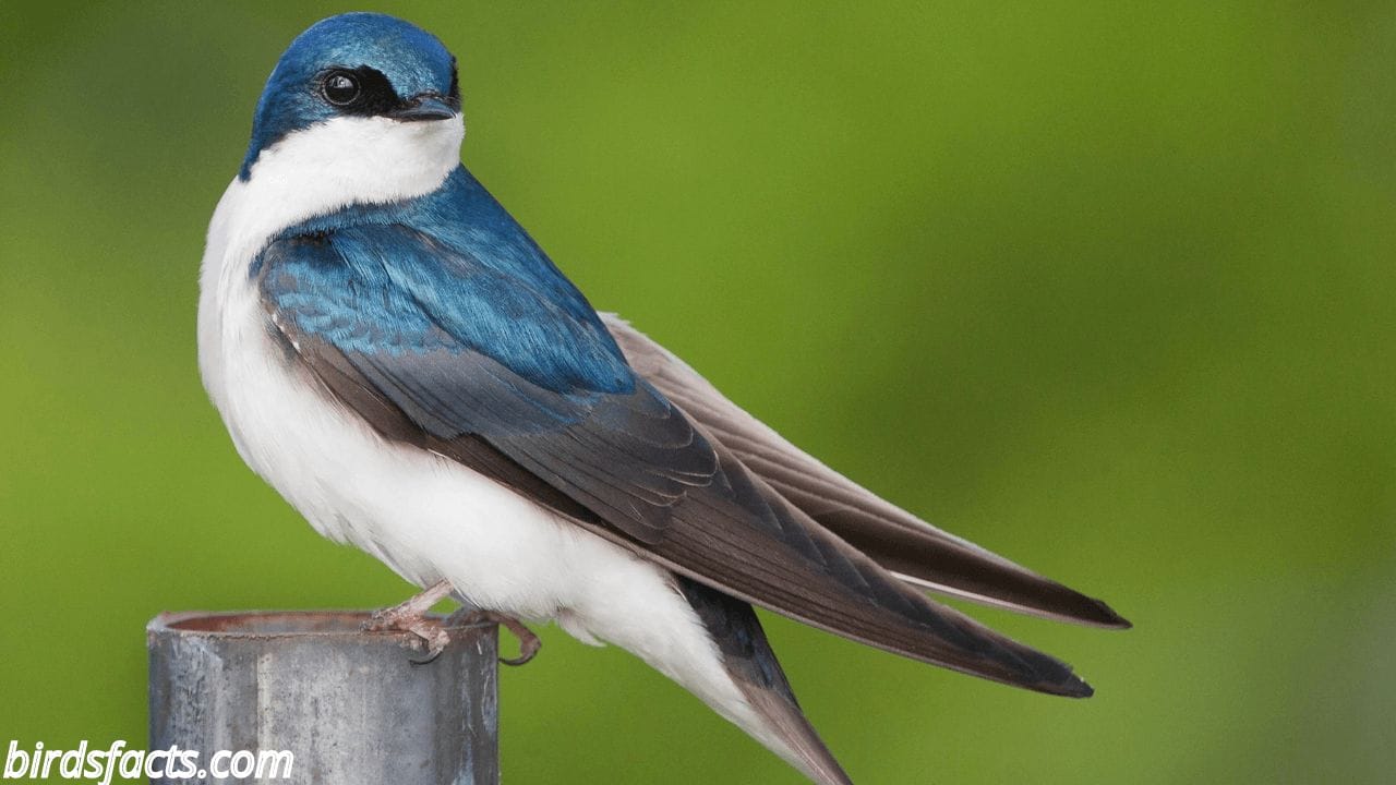 black bird with blue