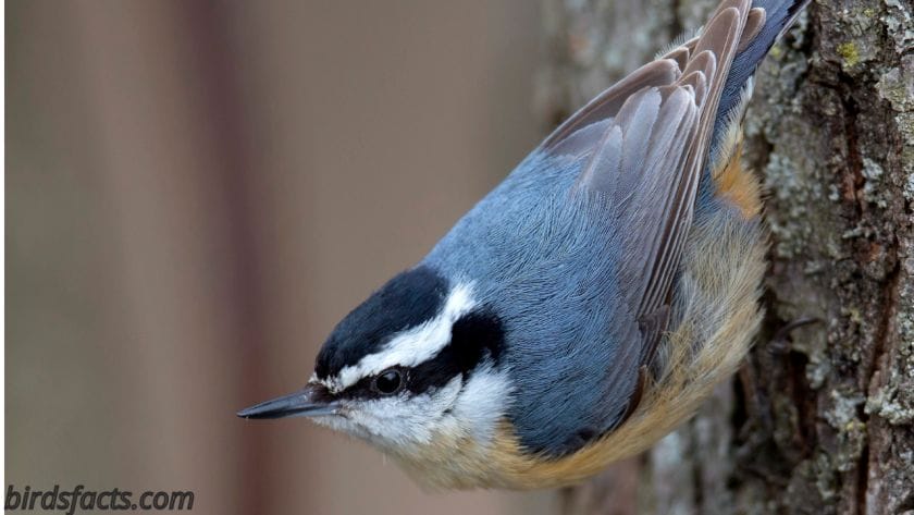 red breasted nuthatch call
