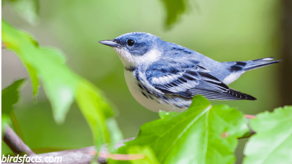 cerulean warbler song