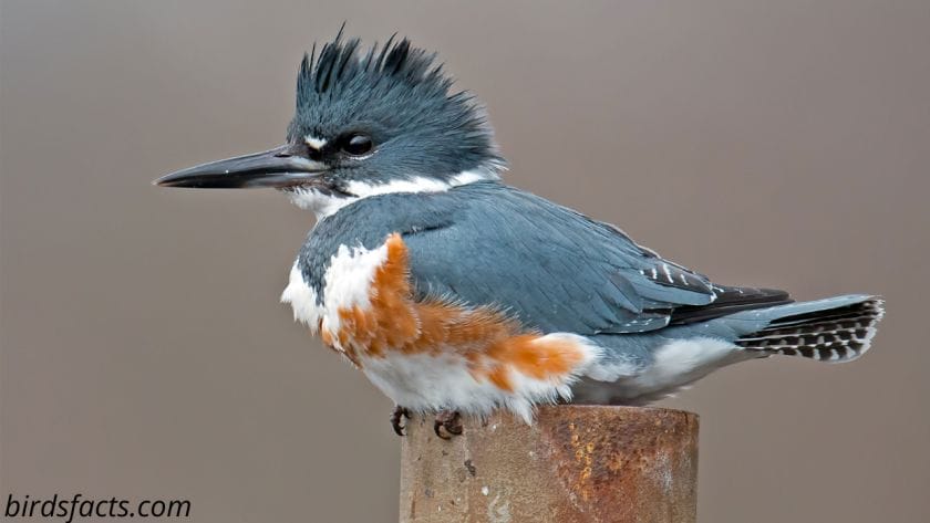 1 belted kingfisher