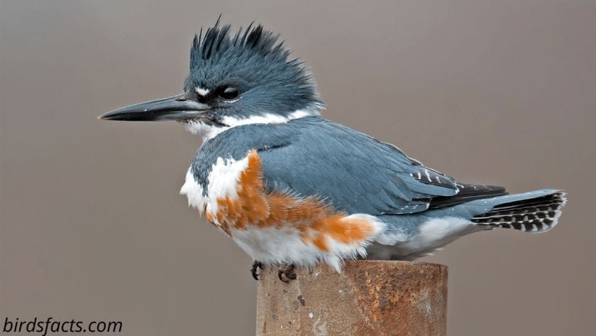 belted kingfisher audubon 1 belted kingfisher