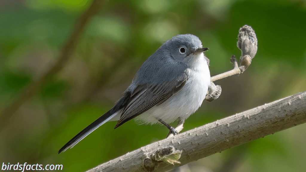 blue gray gnatcatcher call