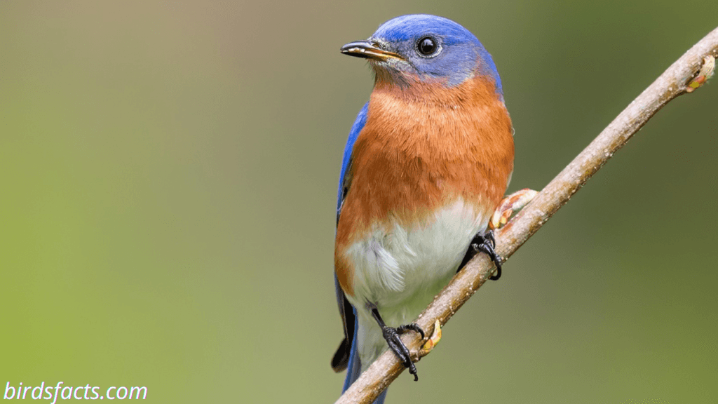 eastern bluebird song