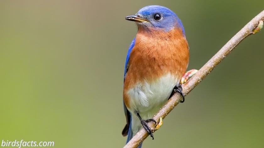 eastern bluebird song
