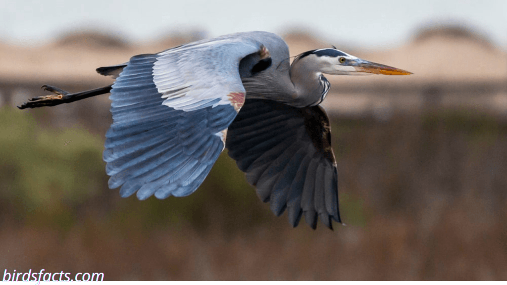 great blue heron tattoo