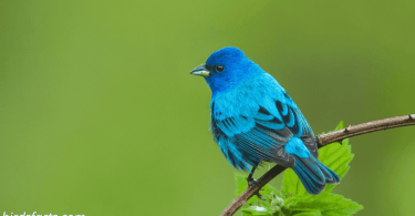 Indigo Bunting