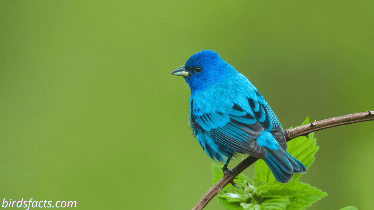 black white and blue bird