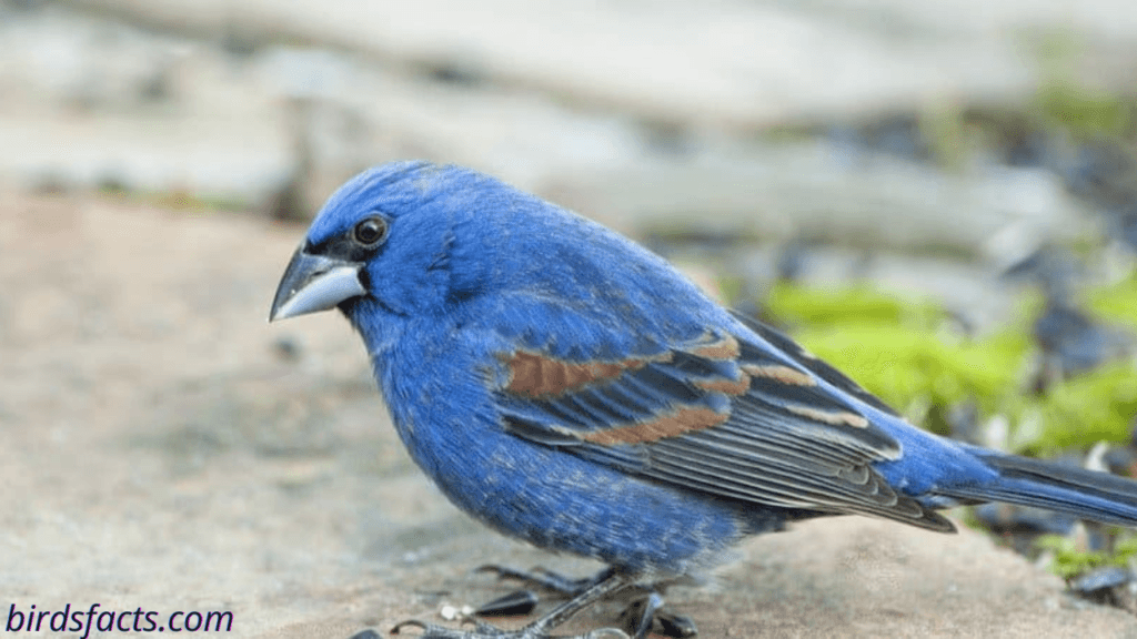 blue grosbeak vs indigo bunting