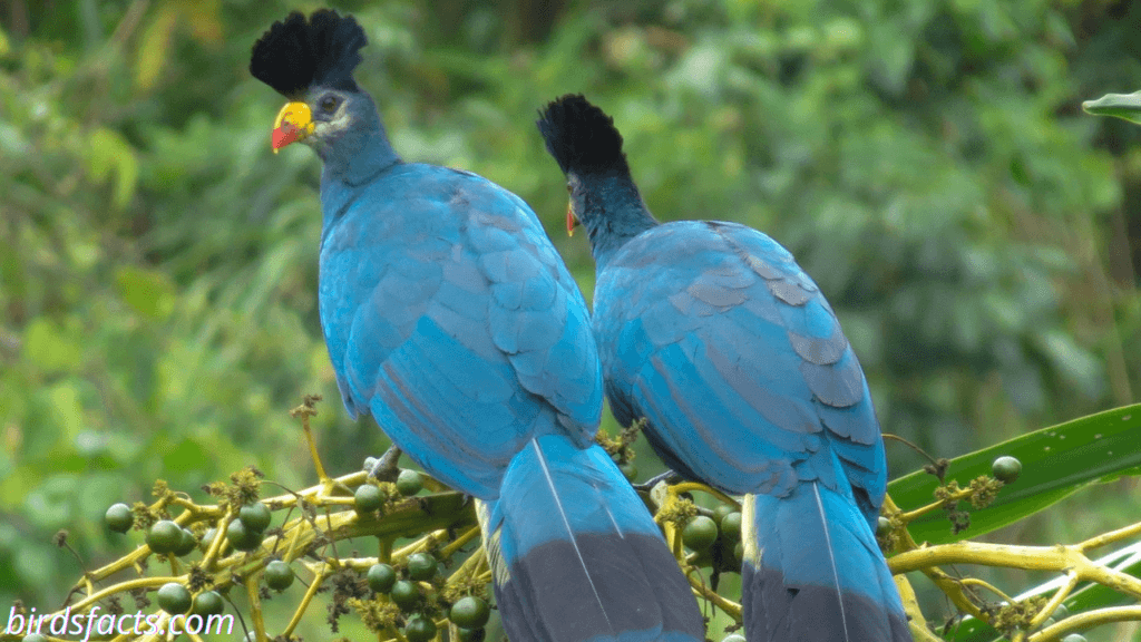 Great Blue Turaco