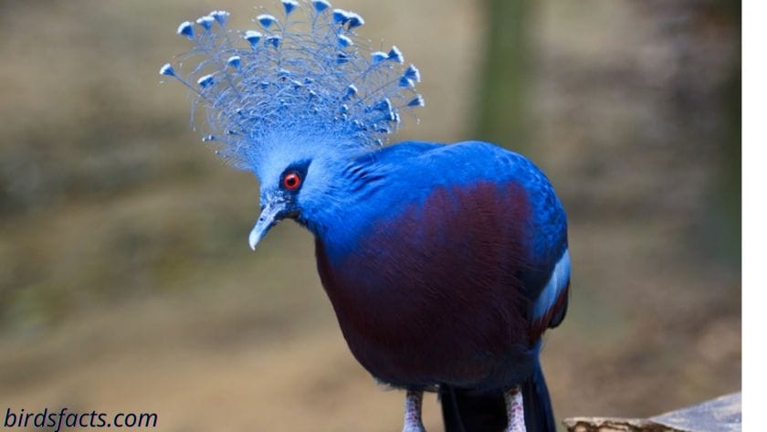 victoria crowned pigeon for sale