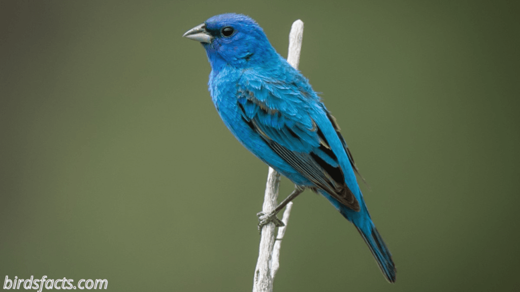 indigo bunting song