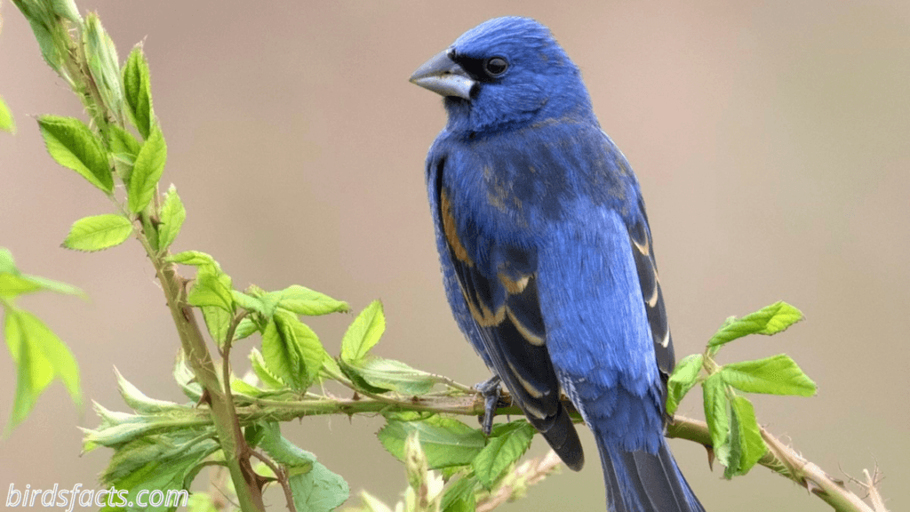 blue grosbeak vs indigo bunting