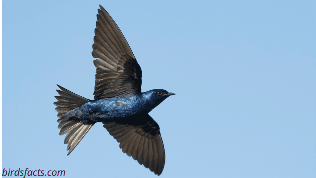 purple martin house pole