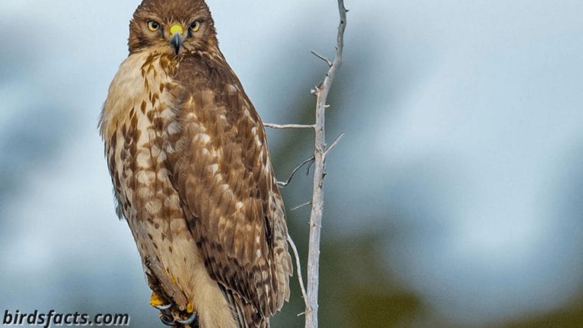 How Do You Tell the Difference Between the Red-Tailed Hawk and Red-Shouldered Hawk?