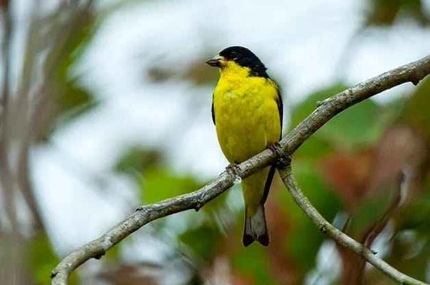 native birds of phoenix arizona