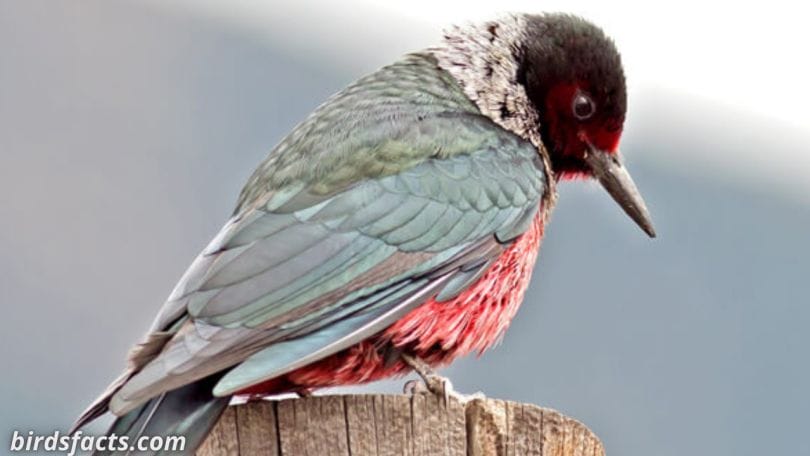 10 Woodpeckers Found In North Dakota
