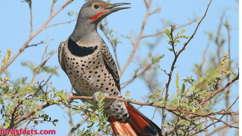 northern flicker bird NORTHERN FLICKER
