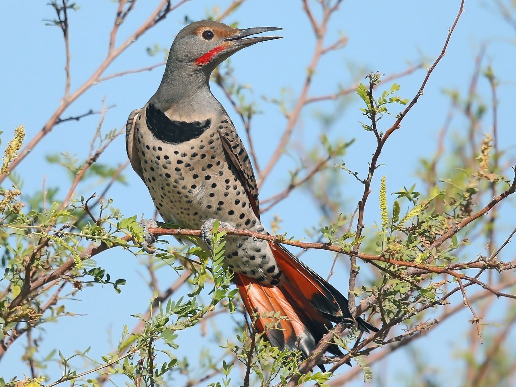 Northern Flicker