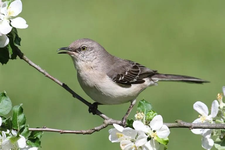 south carolina state bird and flower