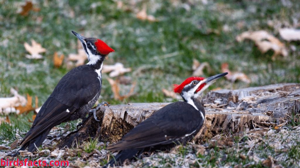 pileated woodpecker 