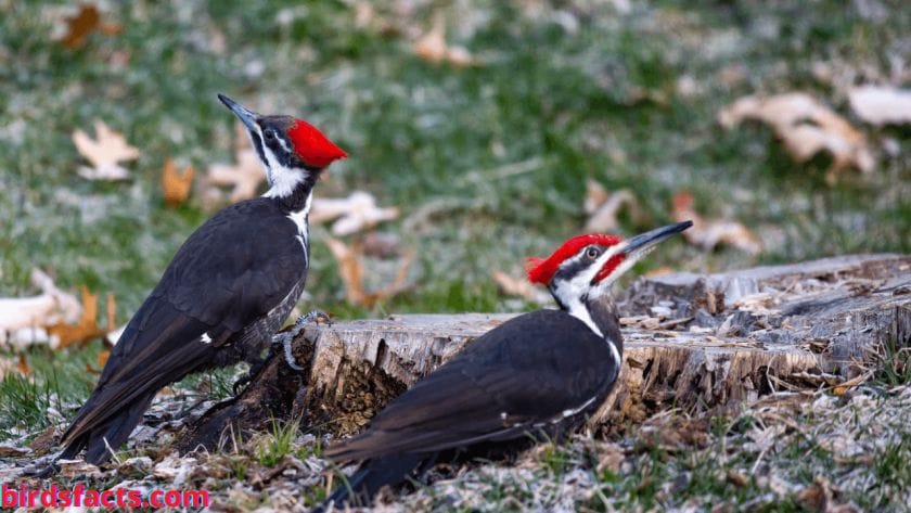 call of pileated woodpecker pileated woodpecker