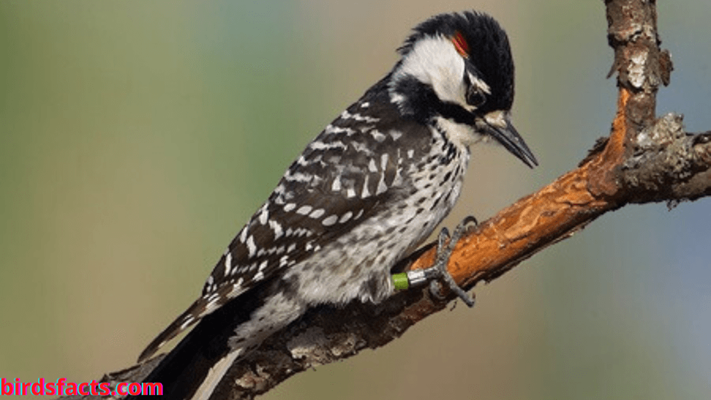 RED-COCKADED WOODPECKER