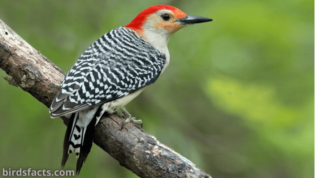 RED-BELLIED WOODPECKER