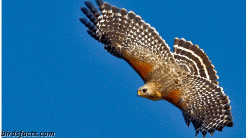 RED-SHOULDERED HAWKS HAVE MORE WHITE ON THEIR WINGS AND BACK