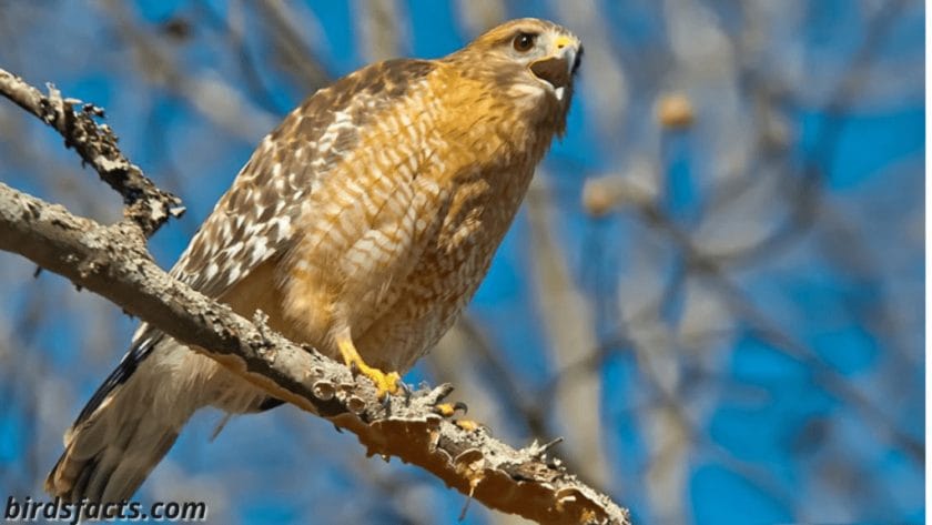 RED-SHOULDERED HAWKS LIVE MOSTLY IN THE EASTERN US BUT RED-TAILED HAWKS LIVE FROM COAST TO COAST