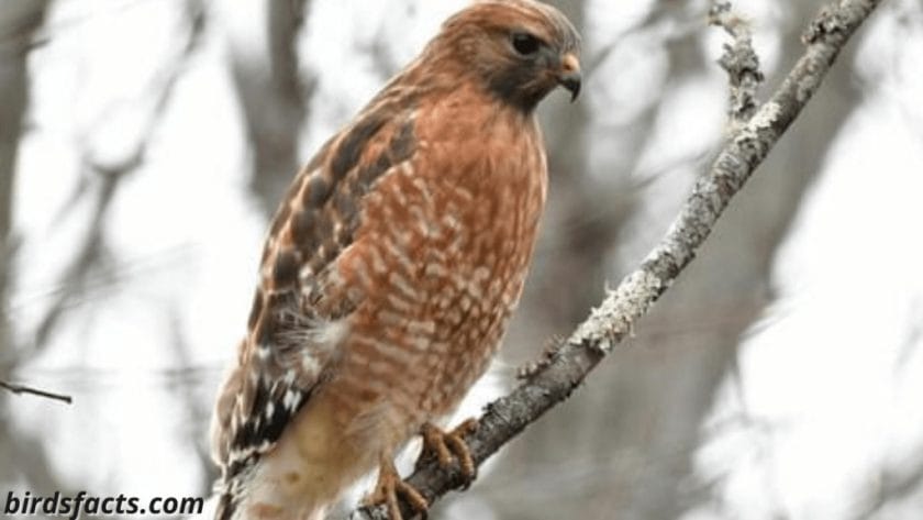 RED-TAILED HAWK CALLS ARE ONLY ONE NOTE, WHILE RED-SHOULDERED HAWKS ARE TWO