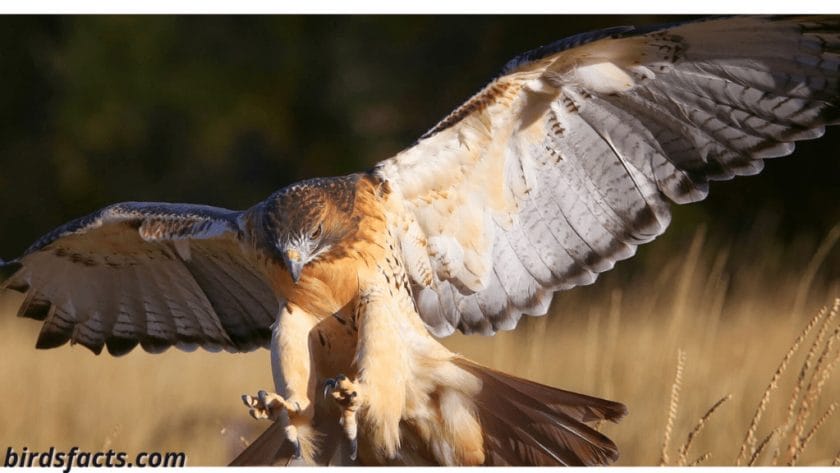 RED-TAILED HAWKS HAVE VERY RED UNDERPARTS