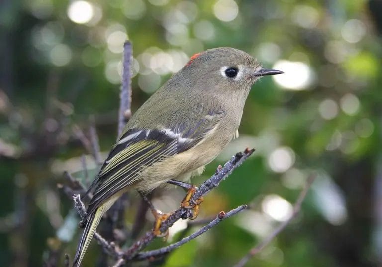 small florida birds