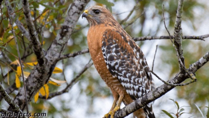 What is a Red- Shouldered Hawk