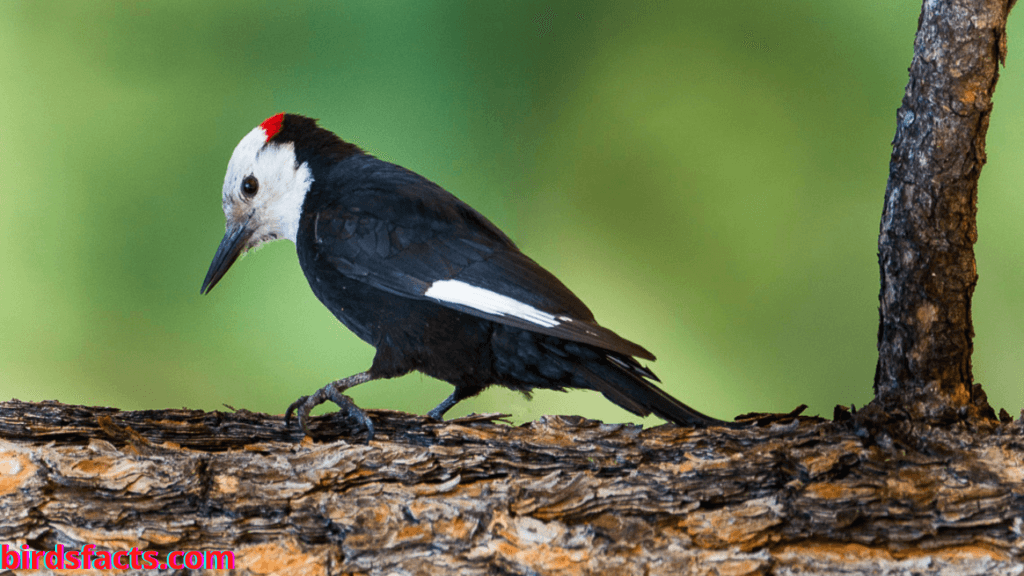 White-Headed Woodpecker 