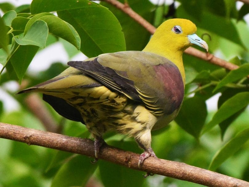bird in japanese