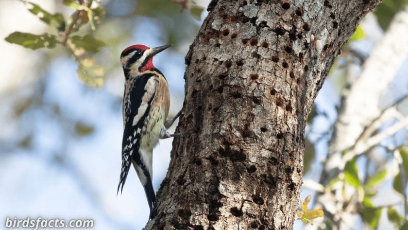 pileated woodpecker call PILEATED WOODPECKER