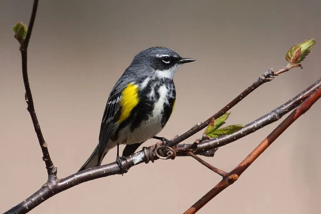 south carolina's state bird