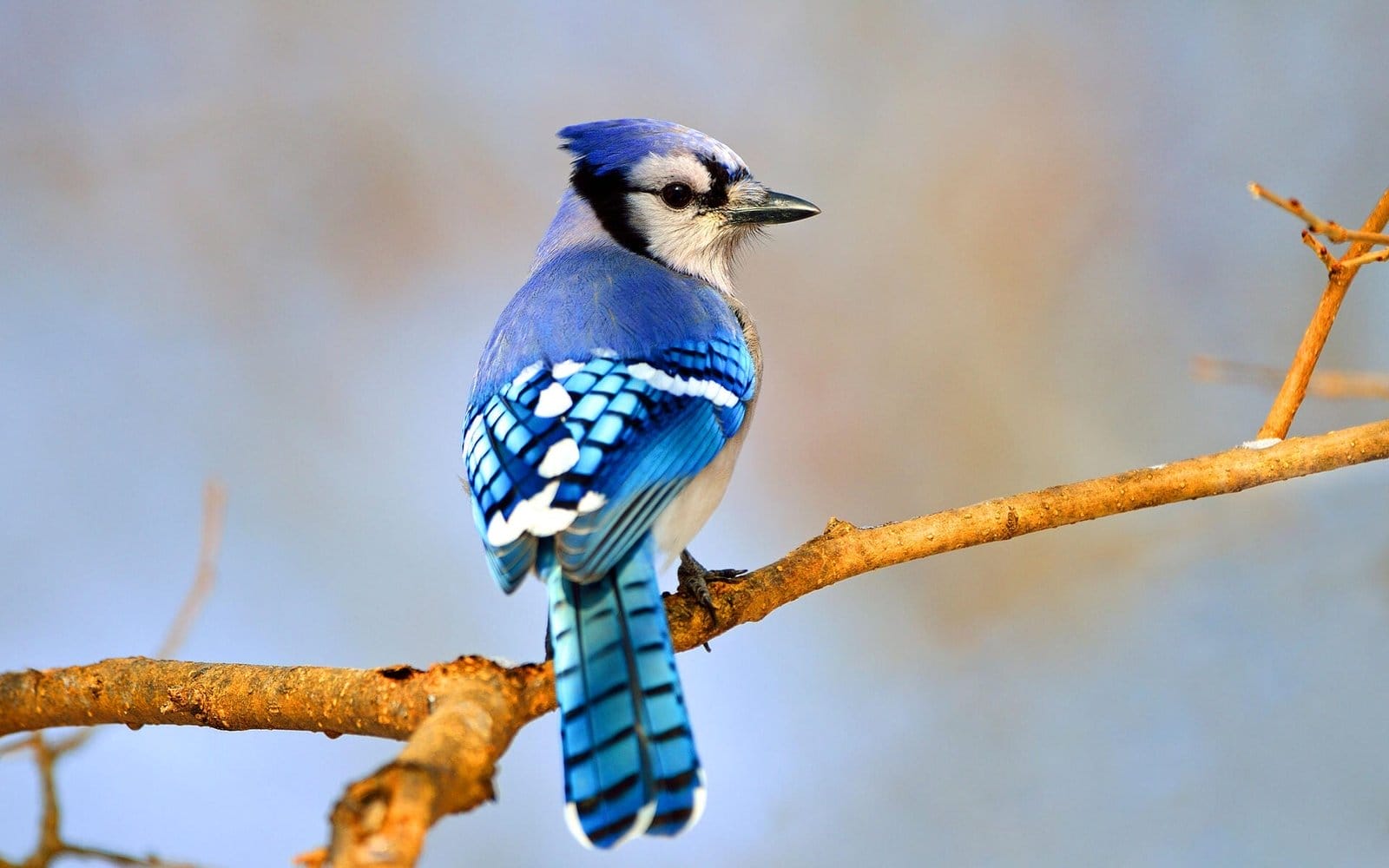 south carolina coastal birds