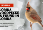 Florida Woodpeckers