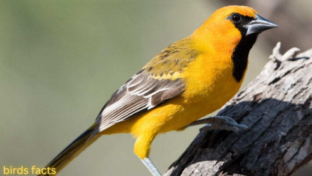 ALTAMIRA ORIOLE