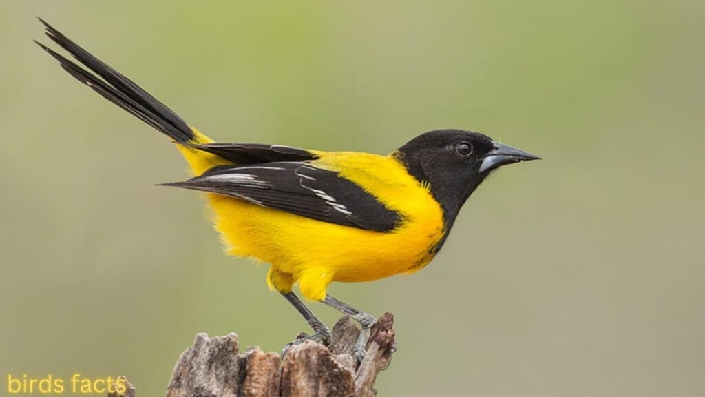 AUDUBON’S ORIOLE