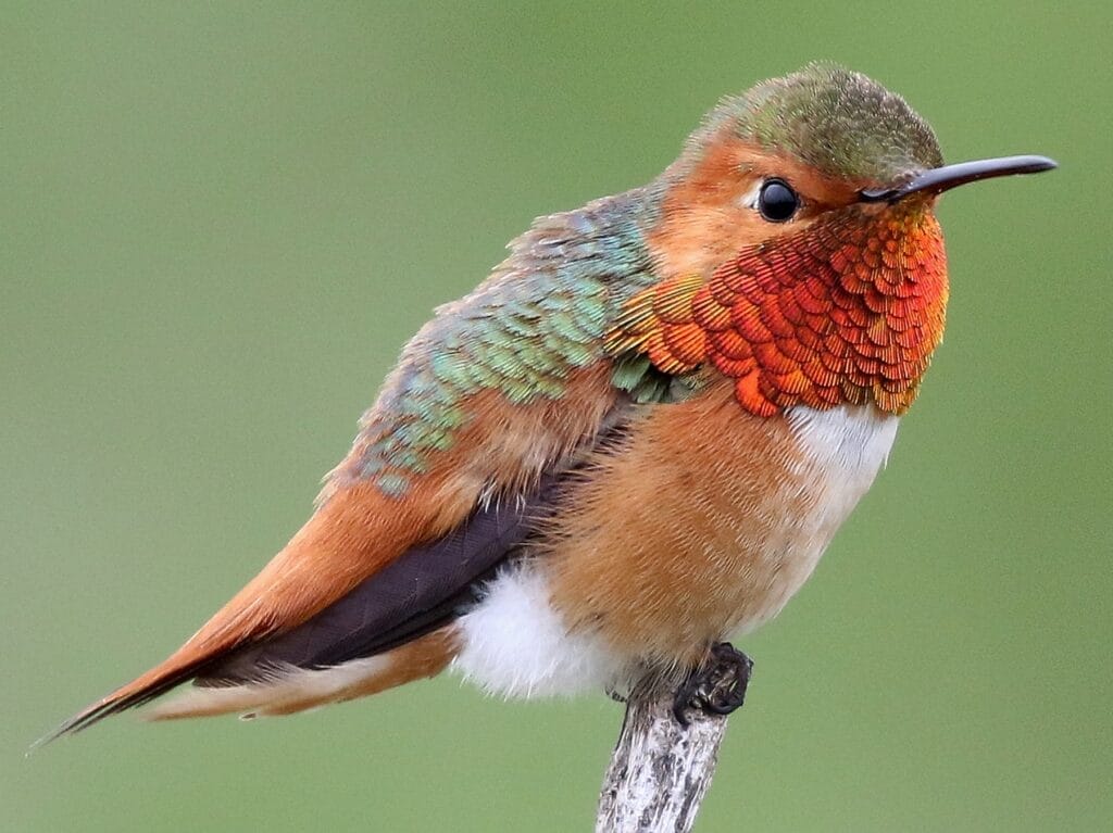 Allen’s Hummingbird