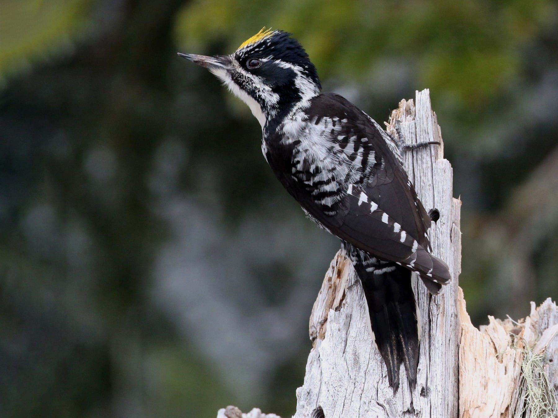 American Three-toed Woodpecker