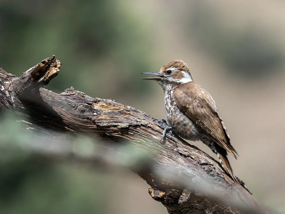 Arizona Woodpecker