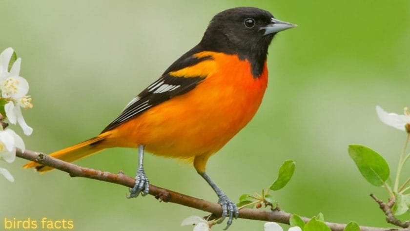 baltimore orioles the bird BALTIMORE ORIOLE